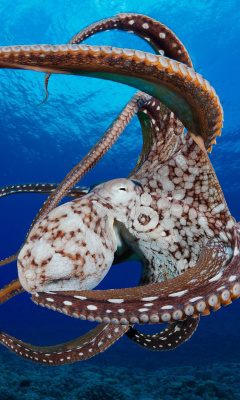 Octopus in the Atlantic Ocean wallpaper 240x400