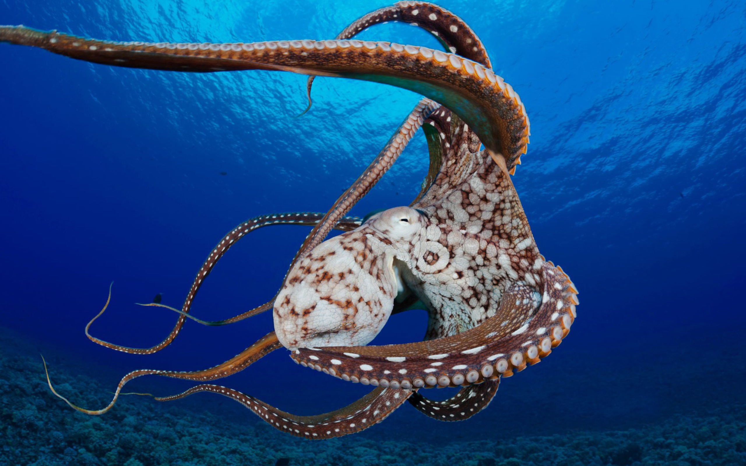 Screenshot №1 pro téma Octopus in the Atlantic Ocean 2560x1600