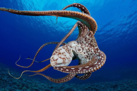 Screenshot №1 pro téma Octopus in the Atlantic Ocean 480x320