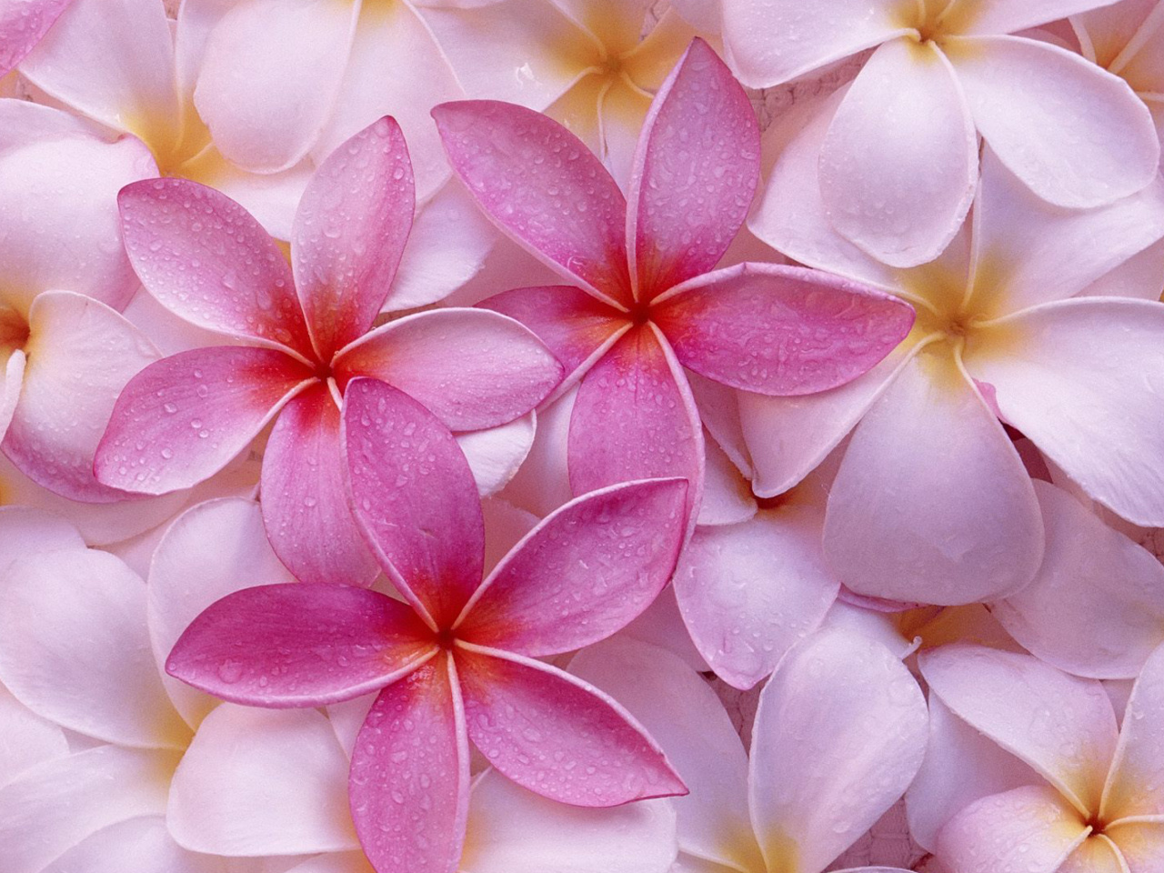 Screenshot №1 pro téma Thai Flowers - Frangipani, Plumeria 1280x960