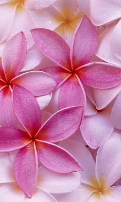 Screenshot №1 pro téma Thai Flowers - Frangipani, Plumeria 240x400
