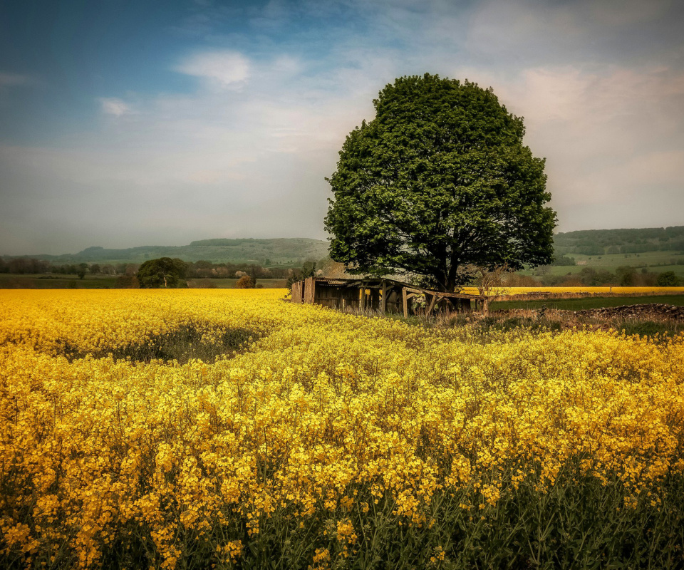 Field in Belarus screenshot #1 960x800