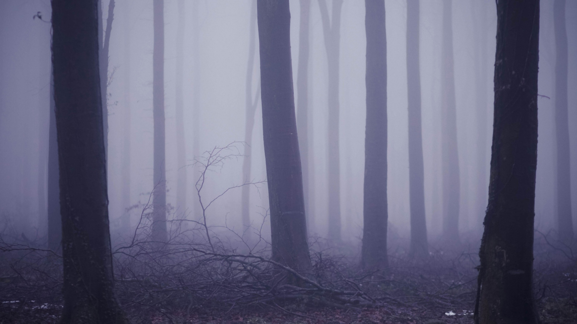 Violet Fog In Forest screenshot #1 1920x1080