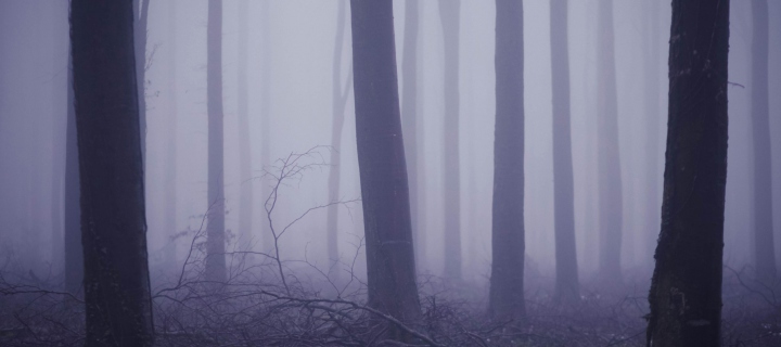 Screenshot №1 pro téma Violet Fog In Forest 720x320
