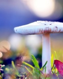 Screenshot №1 pro téma Mushroom Bokeh 128x160