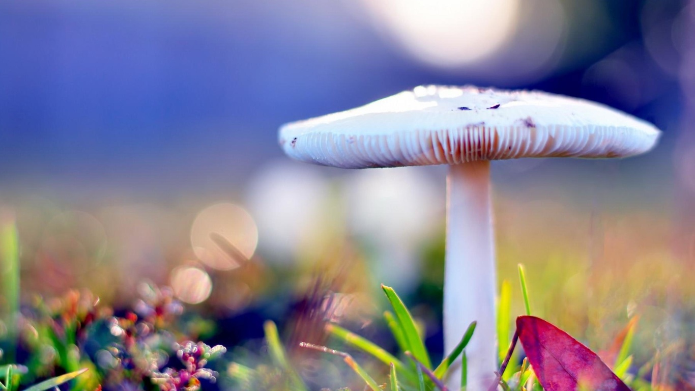 Sfondi Mushroom Bokeh 1366x768