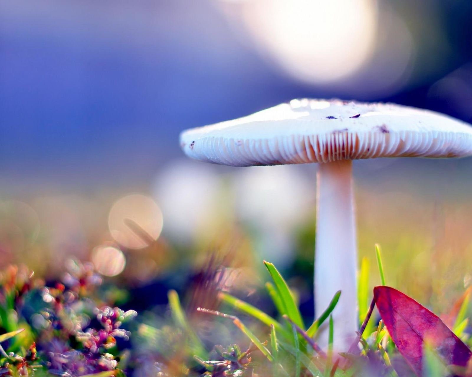 Das Mushroom Bokeh Wallpaper 1600x1280