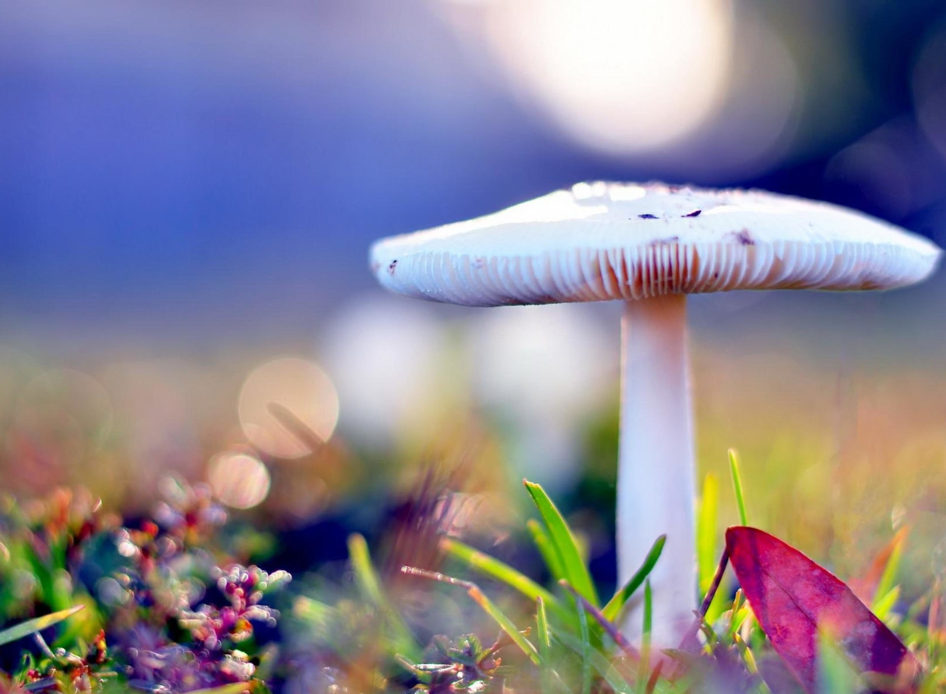 Обои Mushroom Bokeh 1920x1408