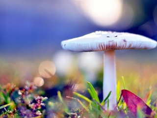 Fondo de pantalla Mushroom Bokeh 320x240