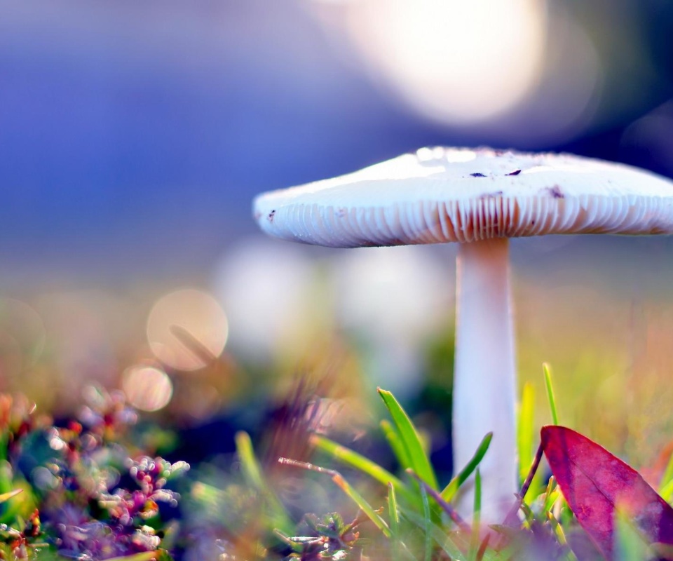 Обои Mushroom Bokeh 960x800