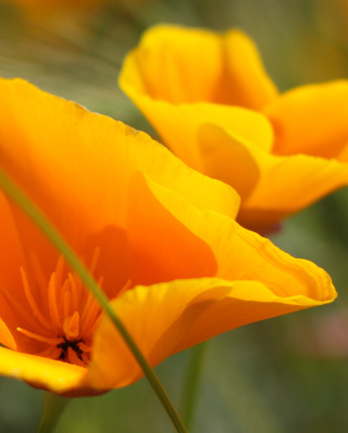 Summer Flowers - Obrázkek zdarma pro Nokia Lumia 920