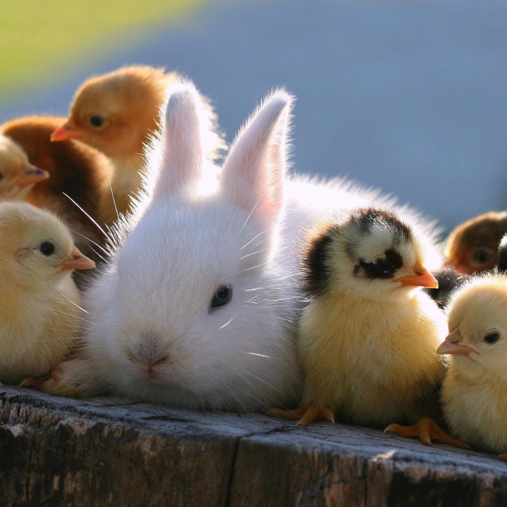 Обои Easter Bunny And Ducklings 1024x1024