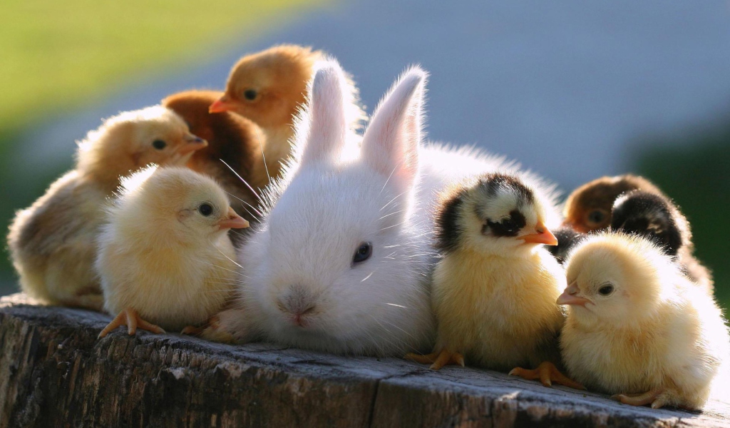 Easter Bunny And Ducklings wallpaper 1024x600