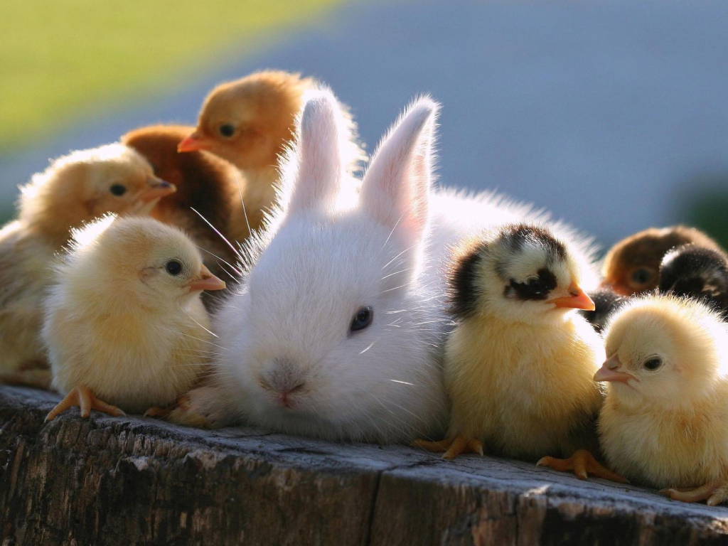 Fondo de pantalla Easter Bunny And Ducklings 1024x768