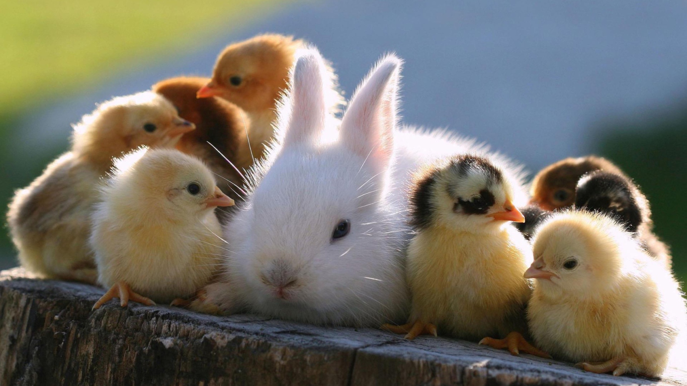 Sfondi Easter Bunny And Ducklings 1366x768