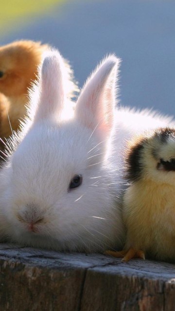 Fondo de pantalla Easter Bunny And Ducklings 360x640