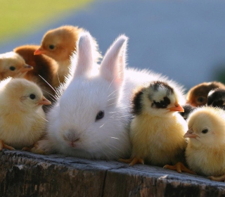 Easter Bunny And Ducklings - Obrázkek zdarma pro 1024x1024