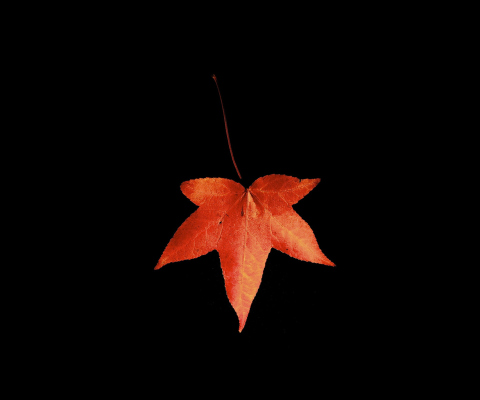 Screenshot №1 pro téma Red Autumn Leaf 480x400