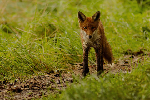 Red Fox wallpaper 480x320