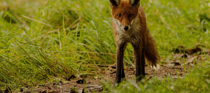 Red Fox wallpaper 720x320