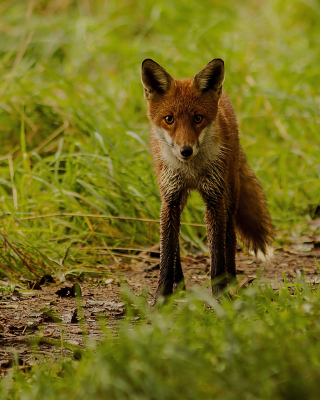 Red Fox - Obrázkek zdarma pro 640x1136