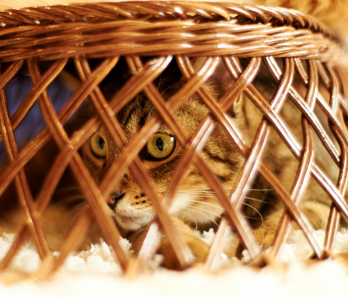Das Cat Hiding Under Basket Wallpaper 1200x1024