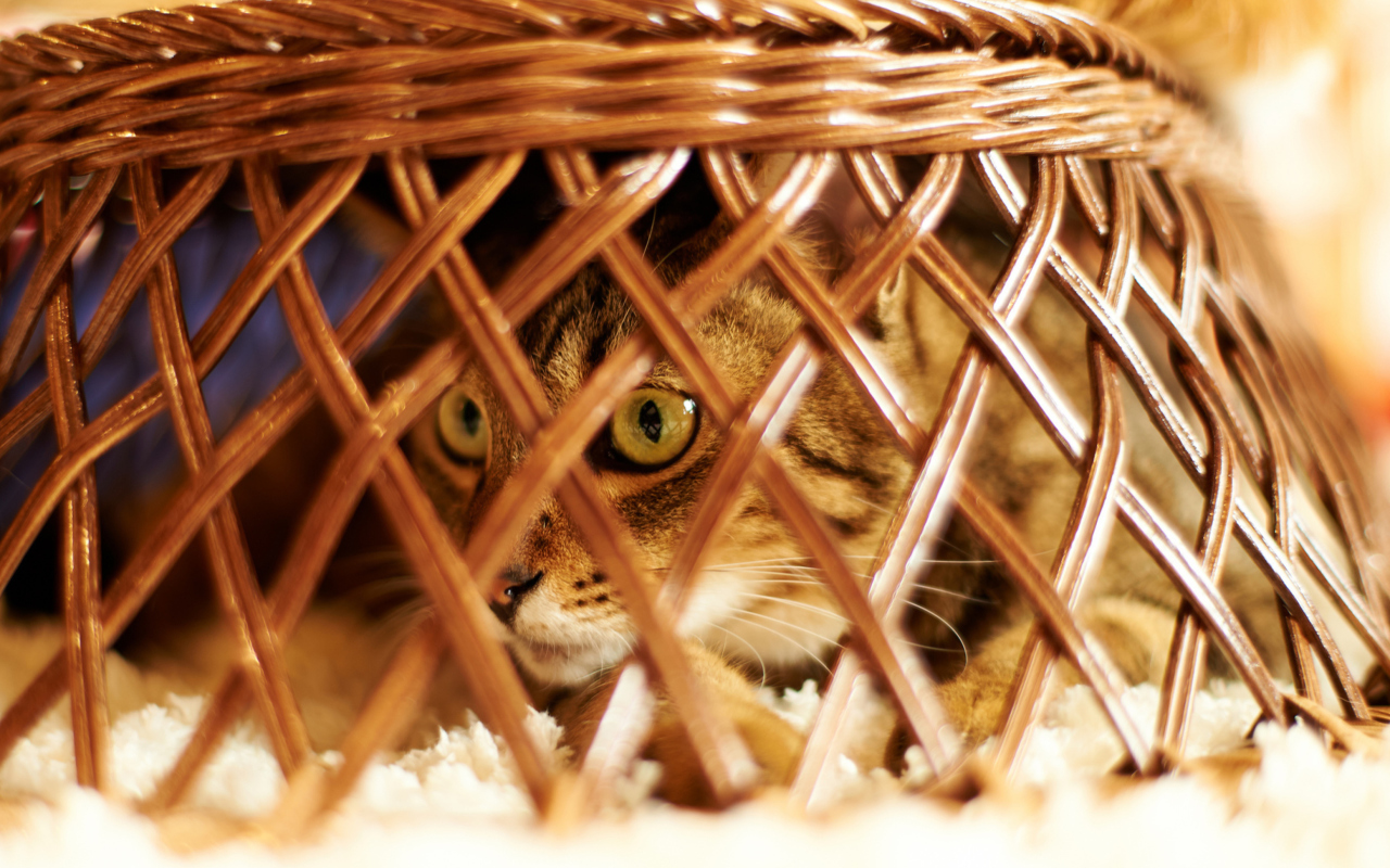 Das Cat Hiding Under Basket Wallpaper 1280x800