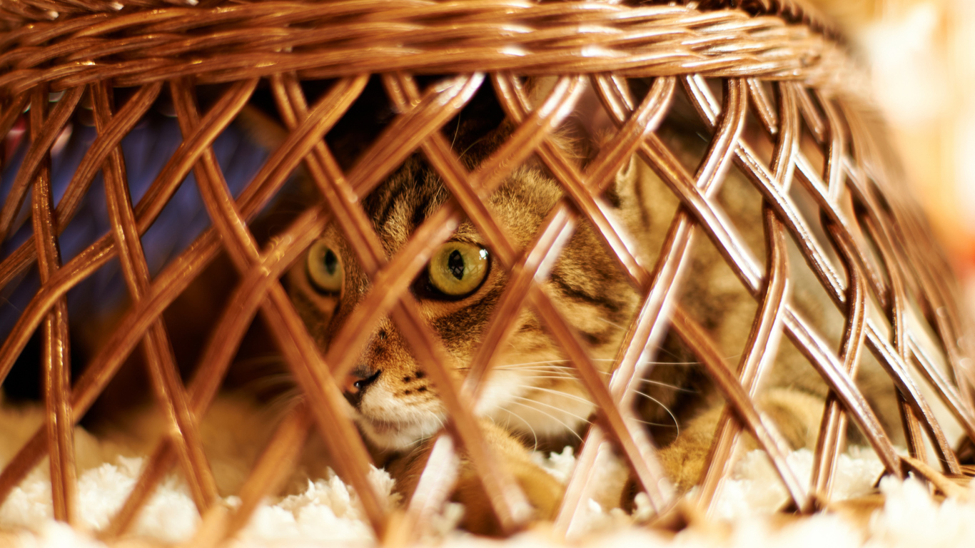 Screenshot №1 pro téma Cat Hiding Under Basket 1366x768