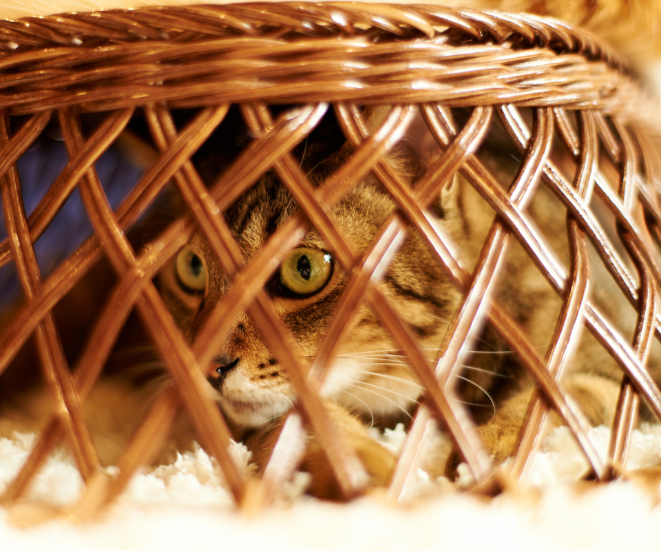 Screenshot №1 pro téma Cat Hiding Under Basket 960x800