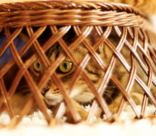 Cat Hiding Under Basket - Obrázkek zdarma pro 208x208