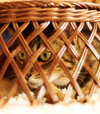 Cat Hiding Under Basket - Obrázkek zdarma pro Nokia C2-03