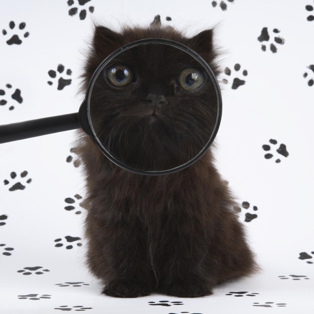 Das Cat And Magnifying Glass Wallpaper 1024x1024