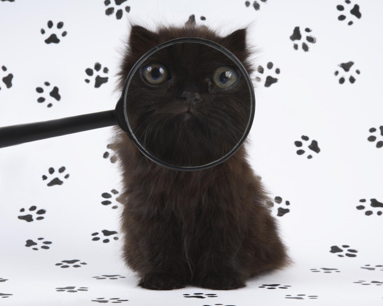 Screenshot №1 pro téma Cat And Magnifying Glass 1280x1024