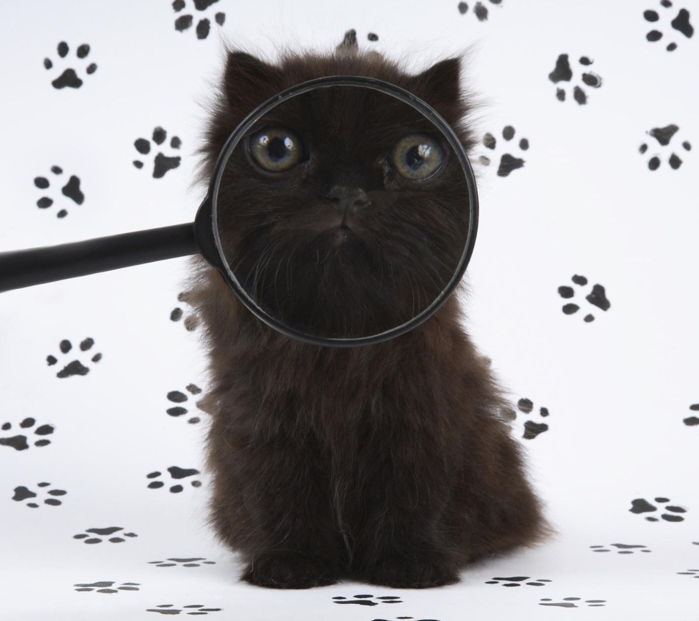 Обои Cat And Magnifying Glass 1440x1280