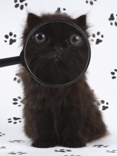 Das Cat And Magnifying Glass Wallpaper 240x320