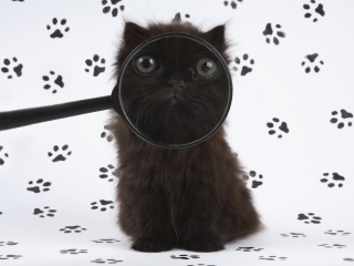 Das Cat And Magnifying Glass Wallpaper 320x240