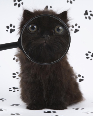 Kostenloses Cat And Magnifying Glass Wallpaper für Nokia C3-01
