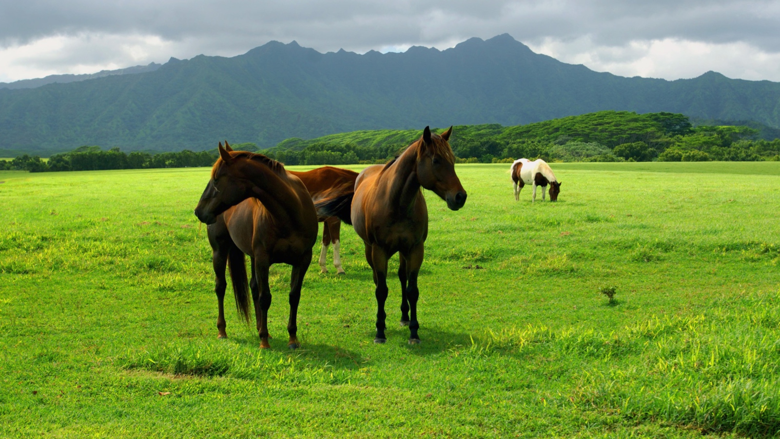 Screenshot №1 pro téma Horses Grazing 1600x900