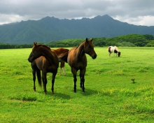 Screenshot №1 pro téma Horses Grazing 220x176