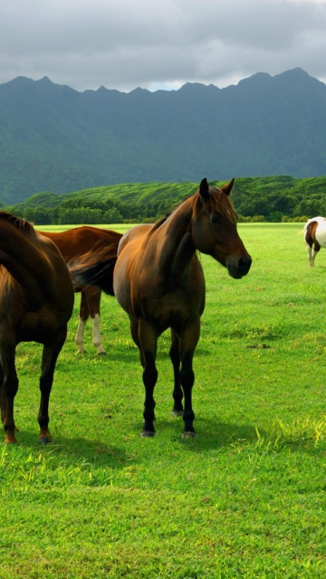 Horses Grazing wallpaper 360x640