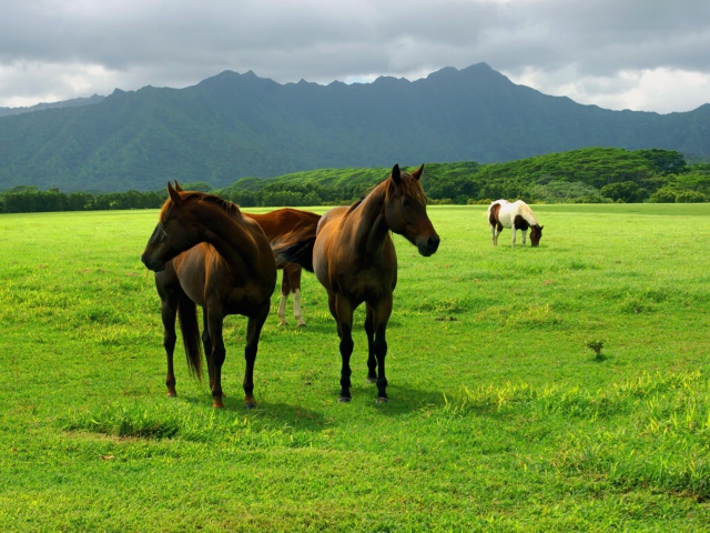 Screenshot №1 pro téma Horses Grazing 640x480