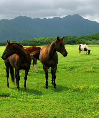 Horses Grazing - Obrázkek zdarma pro 750x1334