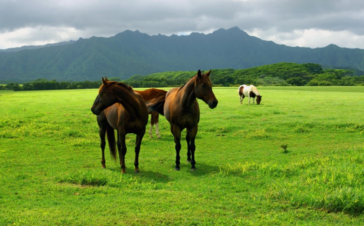 Horses Grazing wallpaper