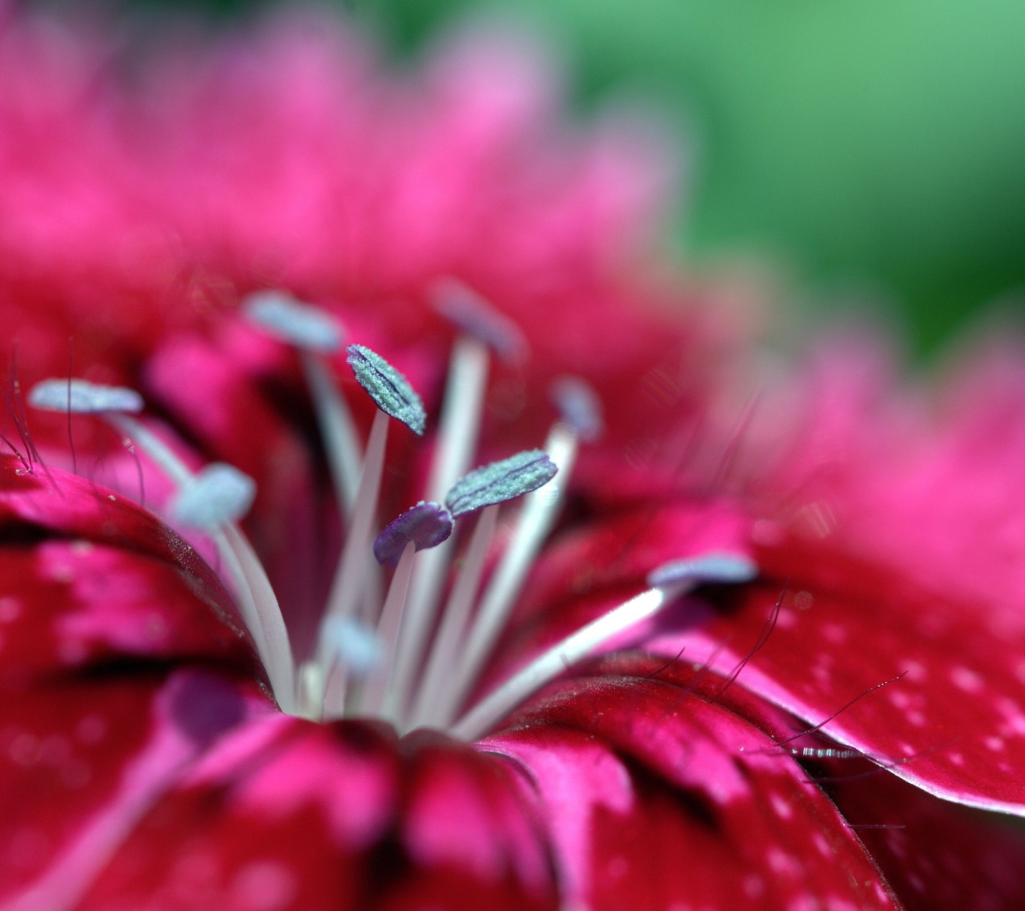 Screenshot №1 pro téma Red Flower 1440x1280