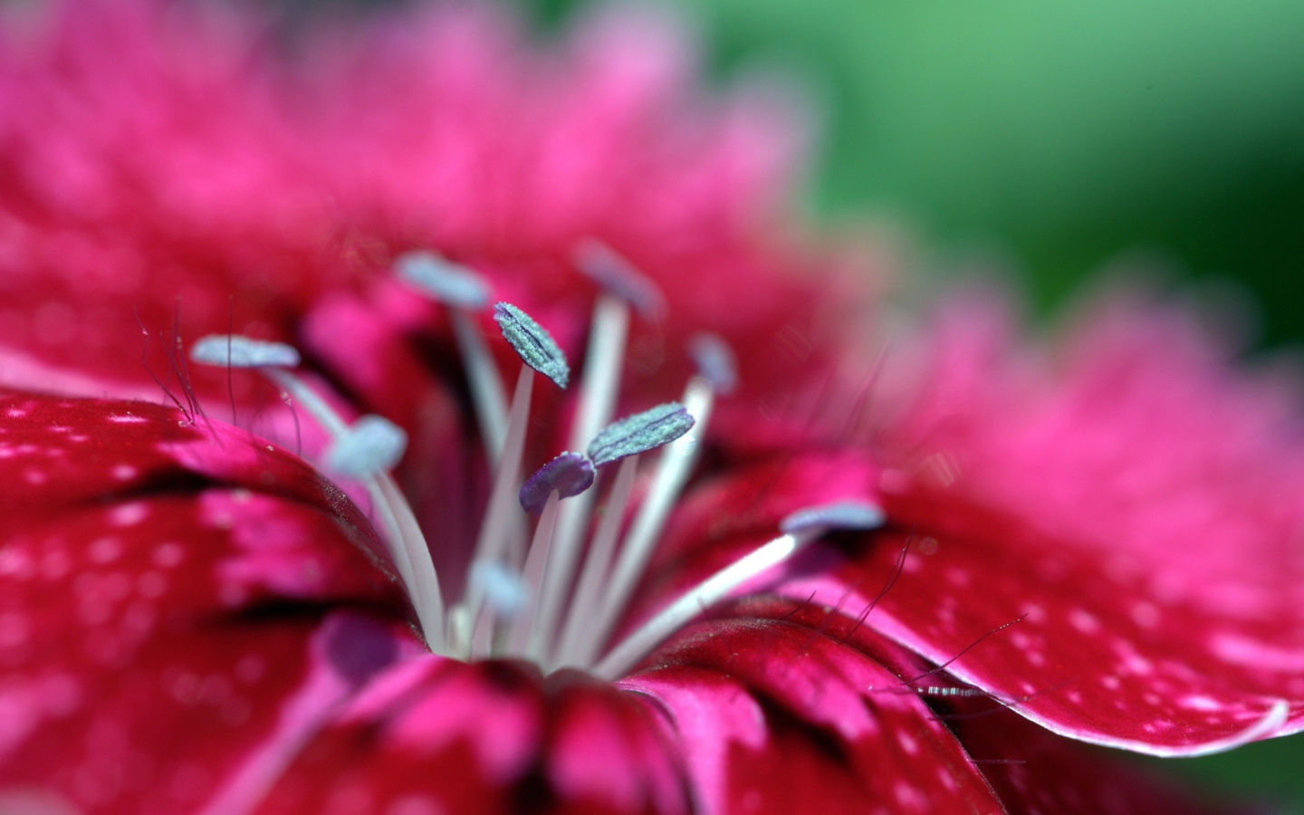 Fondo de pantalla Red Flower 1440x900