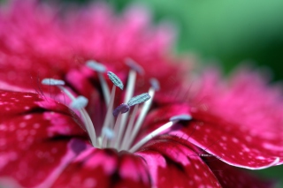 Red Flower - Obrázkek zdarma pro Sony Xperia Z2 Tablet