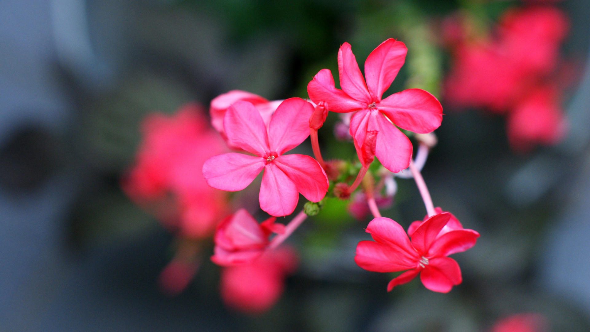 Sfondi Macro Petals Photo 1920x1080