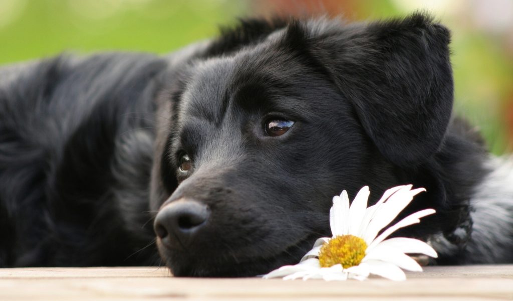 Fondo de pantalla Black Dog With White Daisy 1024x600