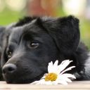 Black Dog With White Daisy wallpaper 128x128