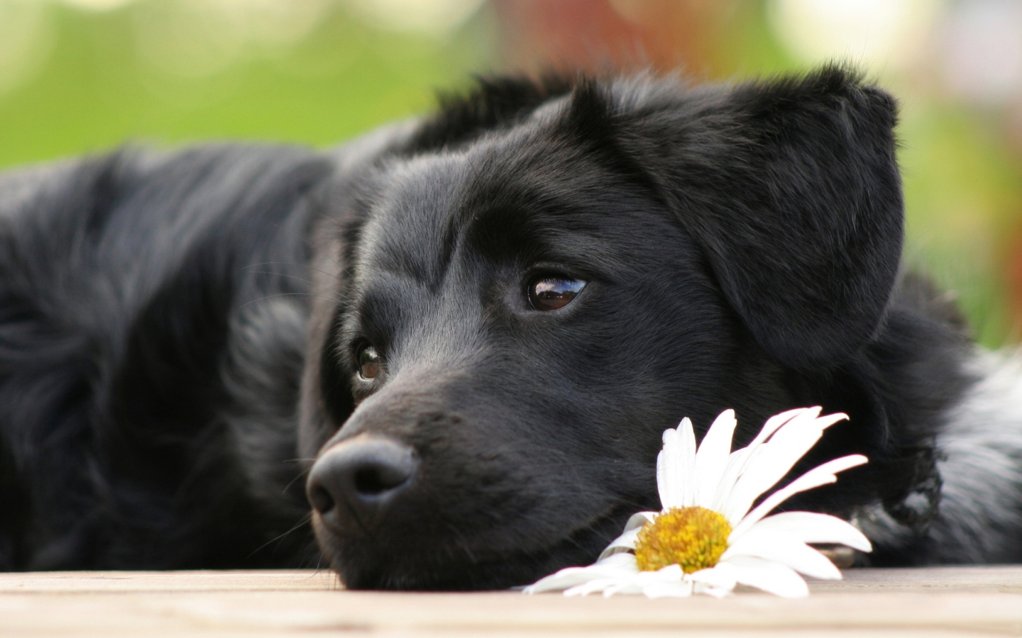 Screenshot №1 pro téma Black Dog With White Daisy 1440x900